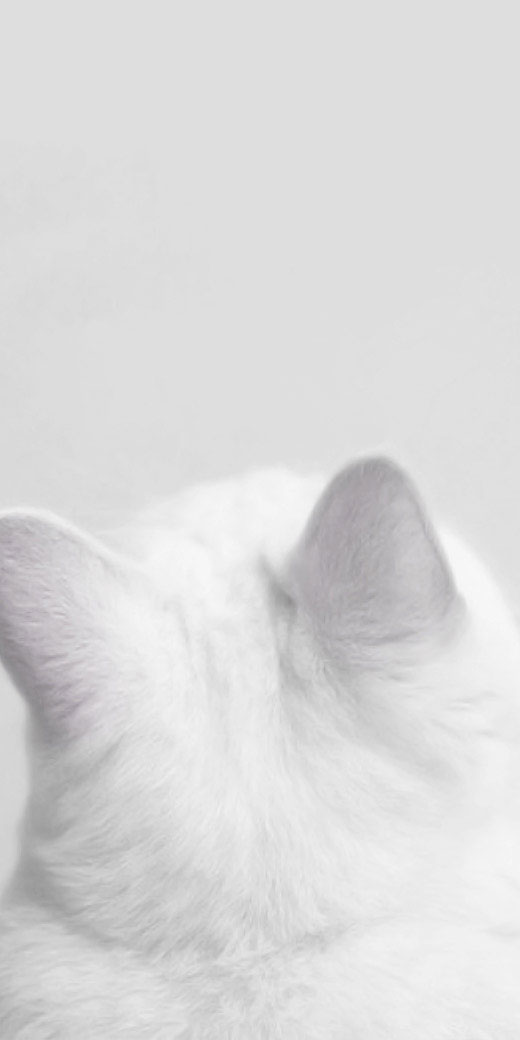 shooting cat